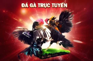 Hướng Dẫn Cách Chơi Đá Gà GA28 Tại Rikbet Dễ Dàng, Hiệu Quả